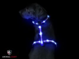 Animal Light