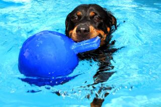 Jolly Ball Spielball für Pferde und Hunde, 15 cm...