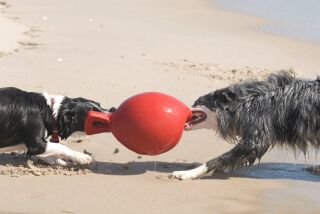 Jolly Ball Spielball für Pferde und Hunde, 15 cm Durchmesser