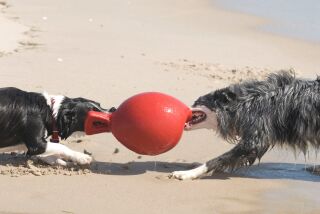 Jolly Ball Spielball für Hunde, 10 cm Durchmesser