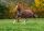 Bucas Freedom Winterdecke Regendecke Medium 150g 663