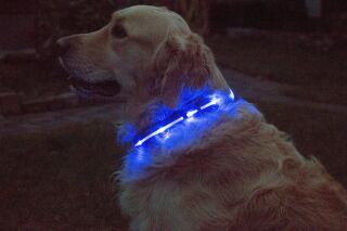 LED-Hundehalsband " cash" S