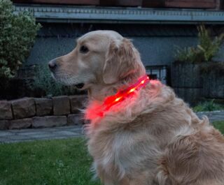 LED-Hundehalsband " cash" S