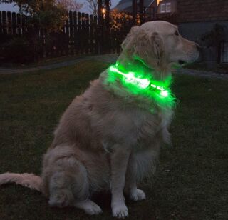 LED-Hundehalsband " cash" S
