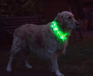 LED-Hundehalsband " cash" S  grün