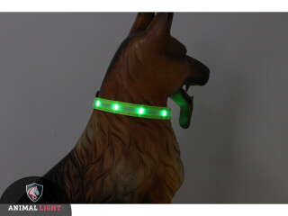 LED-Hundehalsband " cash" S  grün