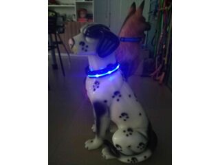 LED-Hundehalsband "cash" M