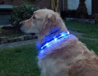 LED-Hundehalsband "cash" M