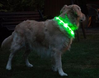 LED-Hundehalsband "cash" M
