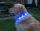 LED-Hundehalsband "cash" M