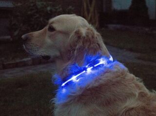 LED-Hundehalsband "cash" M blau