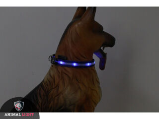 LED-Hundehalsband "cash" M blau