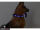 LED-Hundehalsband "cash" M blau