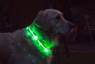 LED-Hundehalsband "cash" M grün