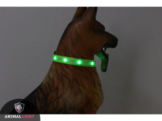 LED-Hundehalsband "cash" M grün