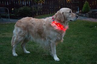 LED-Hundehalsband "cash" L