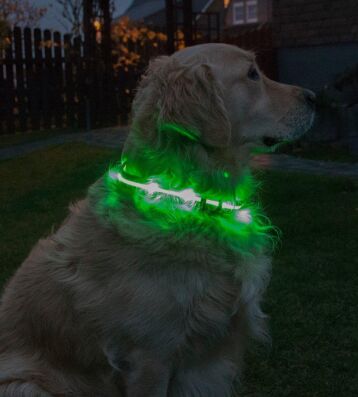 LED-Hundehalsband "cash" L grün