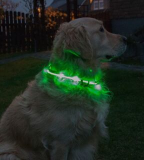 LED-Hundehalsband "cash" L grün