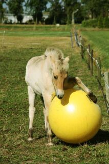 MAXIMUS Power Play Ball