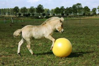MAXIMUS Power Play Ball 75 cm