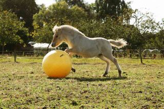 MAXIMUS Power Play Ball 75 cm