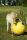 MAXIMUS Power Play Ball 75 cm