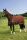 EQUI THÈME Baumwolldecke