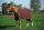 EQUI THÈME Baumwolldecke