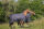 EQUITHÈME „TYREX 1200 D" Regendecke, Weidedecke