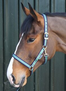 Foal Halter Dublin Striped/Navy