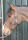 Foal Halter Dublin Brown/Brown