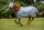 Bucas Buzz-off  Classic Fliegendecke Ekzemerdecke - 155 cm