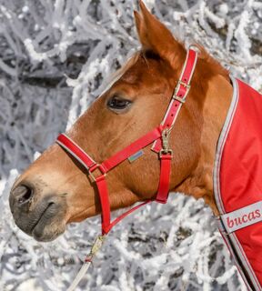 Foal Halter Dublin Red/Silver