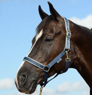 Foal Halter Dublin Navy/Silver