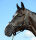 Foal Halter Dublin Black/Silver