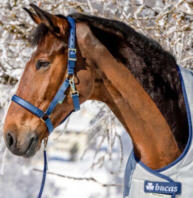 Foal Halter Dublin Navy/Navy