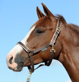 Foal Halter Dublin Choc/Silver