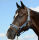 Halter Dublin Pony Navy/Silver