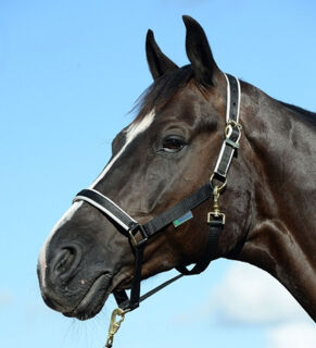 Halter Dublin Pony Black/Silver