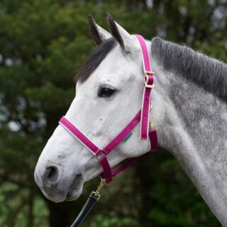 Halter Dublin Pony Berry/Silver