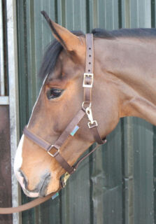 Halter Dublin Cob Brown/Brown