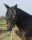 Halfter mit abnehmbarer Fliegenmaske mit Ohren, Full