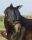 Halfter mit abnehmbarer Fliegenmaske mit Ohren, Full