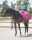 QHP Ausreitdecke Fleece Color L=135cm-145cm Fuchsia