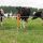 Gallagher Ring-Top Pfahl - 1,00m (10)