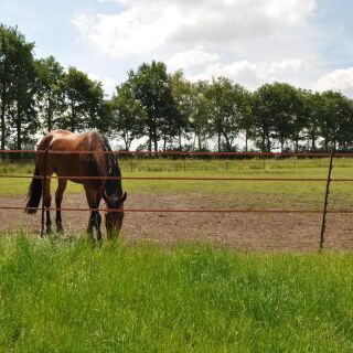 Gallagher Steigbügelpfahl 1,55m terra (5)