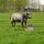 Gallagher SmartFence 2.0 in 4-er Verpackung