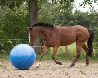 Pferde fußball