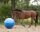 Pferde fußball