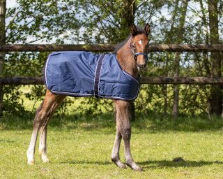 Fohlen decke turnout 100gr